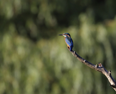 Kingfisher in the evening