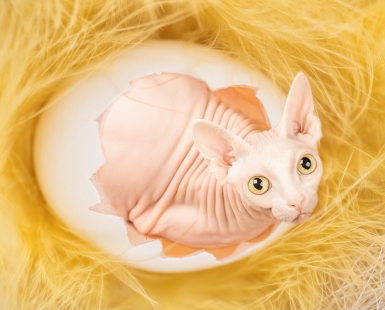 The Yolk of Faberge