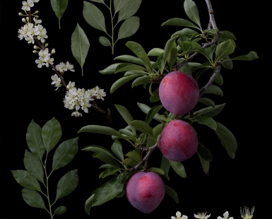 Prunus salicinca Lindl. 'Shiho' (As a fruit farmer and breeder）