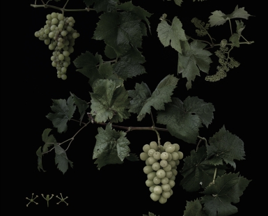 Vitis interspecific crossing 'Shawase'