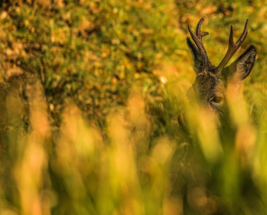 A roe buck hiding through the grass