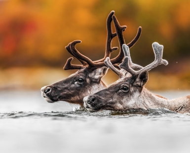Caribou couple crossing river