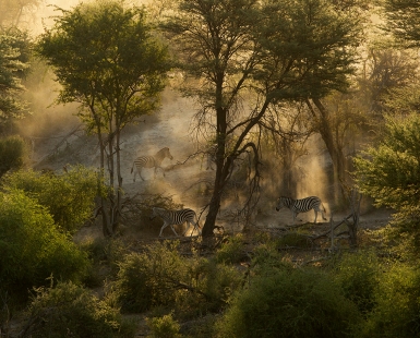 Zebras in the Dust