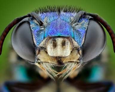 Euglossa Tropical Bee