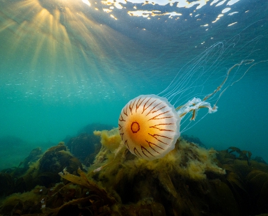 Jellyfish at sunrise