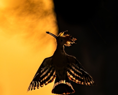 Dawn's Whispers: Graceful Hoopoe Silhouette at Sunrise