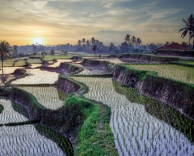 Paddy fields forever