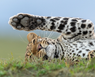 Sleepy Leopard