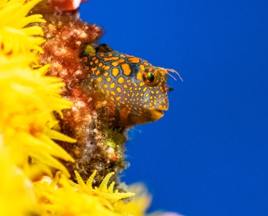 Blenny of the Rig