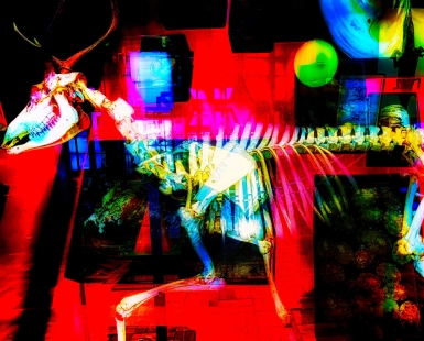 Dinosaurs Living in an Urban Museum