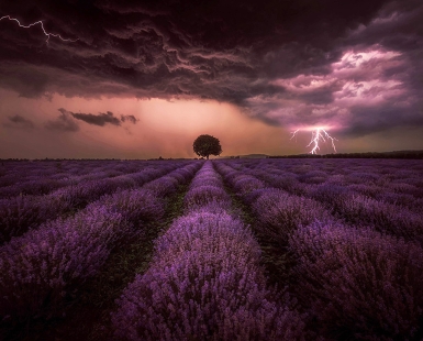 Lavender storm