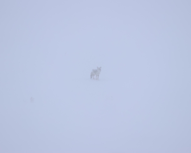 Coyote in Snowstorm