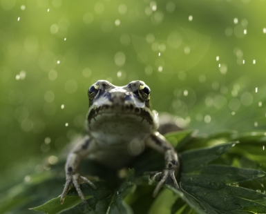 Frog in rain