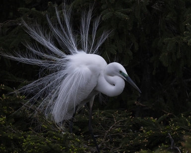 Egret Flower