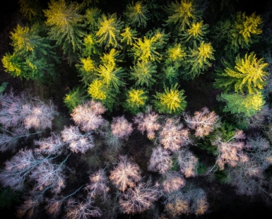 Forest from above - contrast