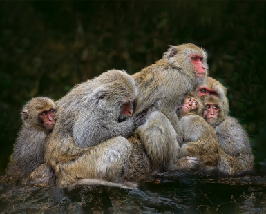 Group hugging for warmth