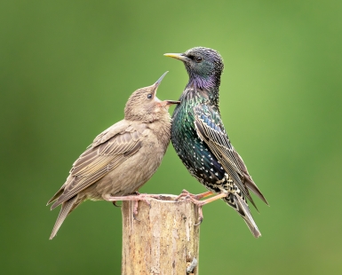 adult starling with young