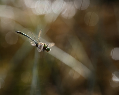 the flight of the dragonfly