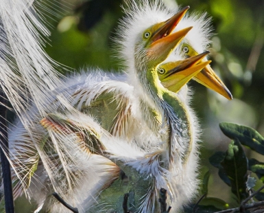 THREE LITTLE BEAKS