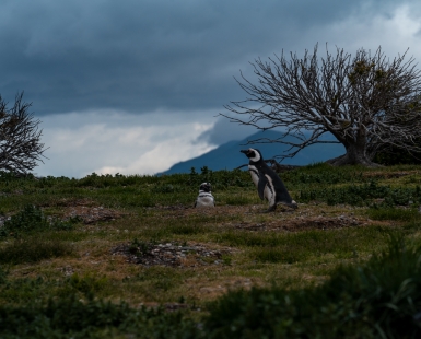 Silent Guardians of the Patagonian Coast