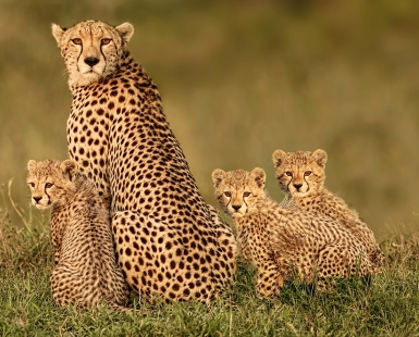 Cheetah family