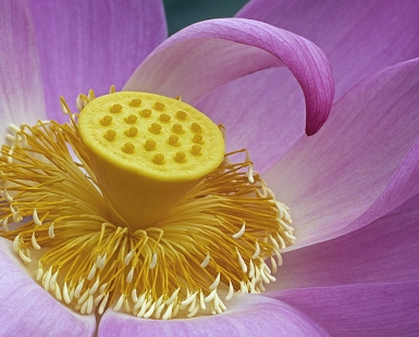  Lotus Core 2