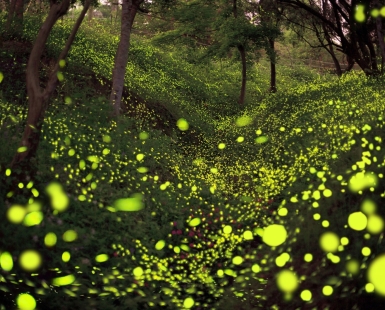 Summer Night Firefly Dance.