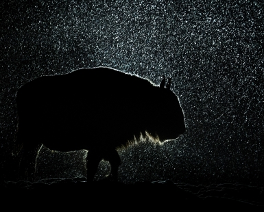 European Bison in snowfall