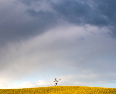 Alone against rapeseed field