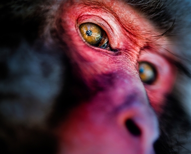 Japanese macaque