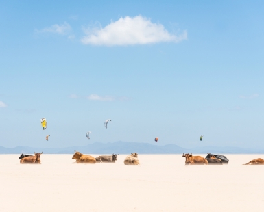 COWS AND KITES