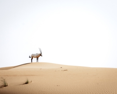 Arabian Oryx