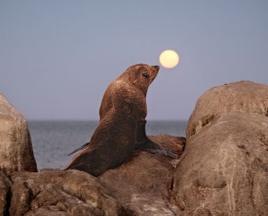 Circus sea lion