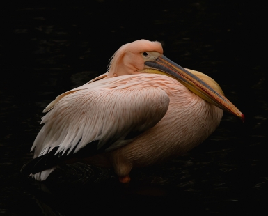 The gaze of pelican