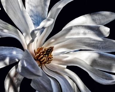 Star Magnolia