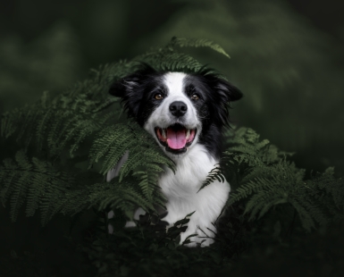 Border collie hiding in a fern