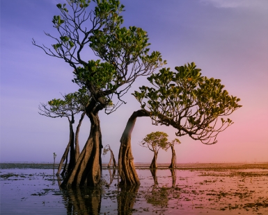 Dancing Trees