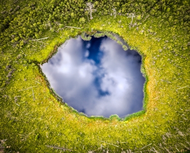 The eye in the forrest