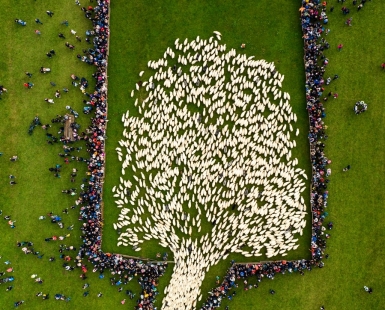 Sheep Tree