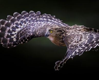 Buffy Fish Owl In Flight