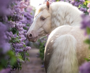 dreaming in lilacs