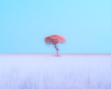 Dreamscape of Etosha