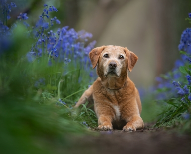 Raffy in the bluebells