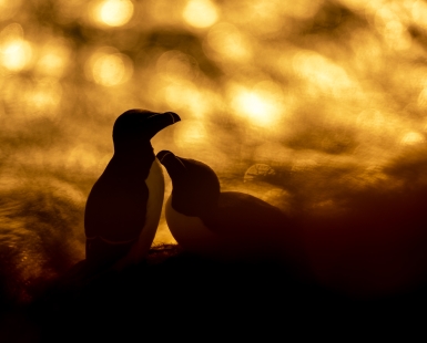 Razorbill Love