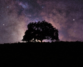 Galactic Tree