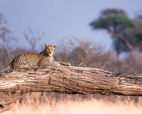 Leopard sunbathing
