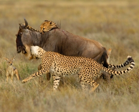 Two Cheetah killing a Wildebeest