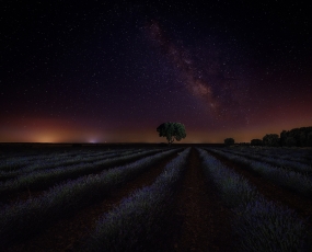 Milky way in lavender field