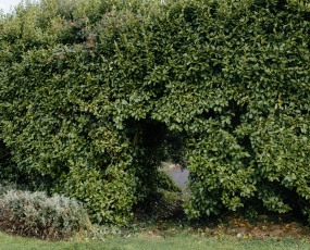Hedge Door