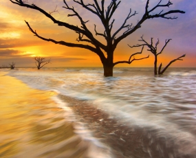 Tidal Trees